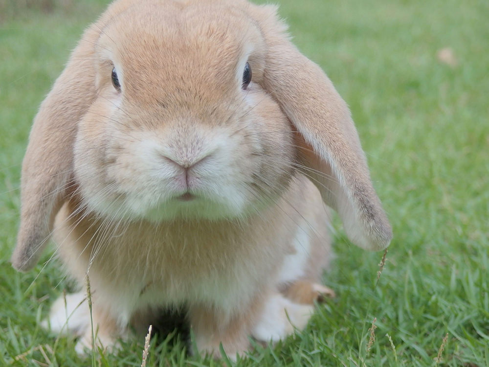 flop ear bunny