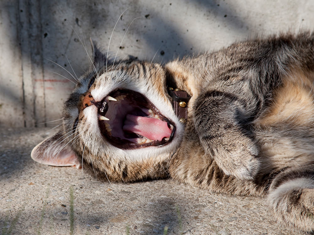 kitty yawning closeup