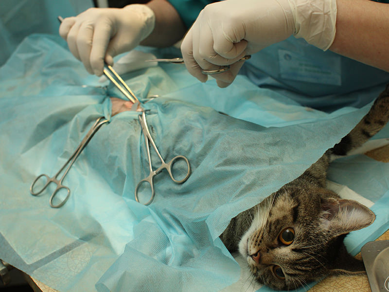 Kitty in surgery