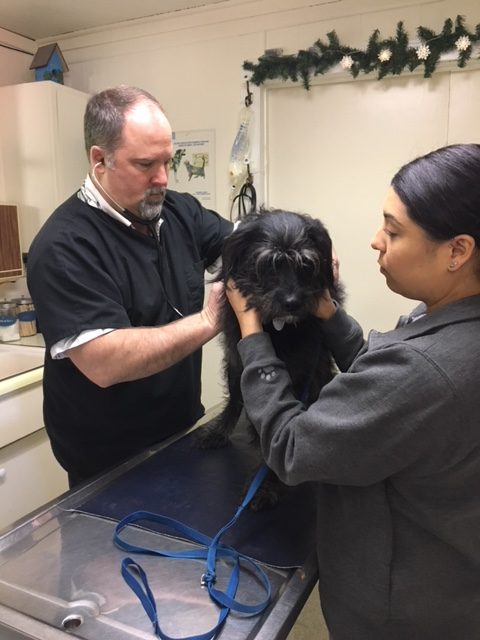 Dr. Northrup examines dog
